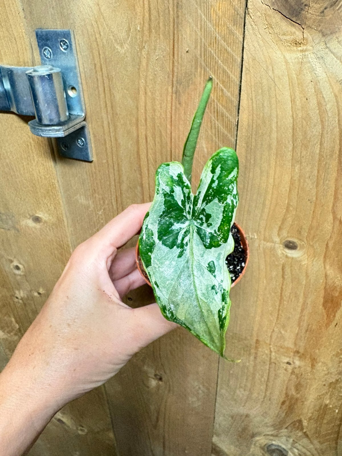 Alocasia tigrina superba variegata plant albo white wit mint, Ophalen of Verzenden, Halfschaduw, Minder dan 100 cm