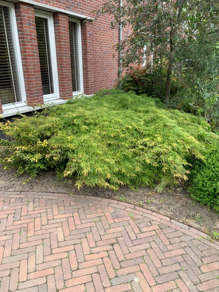 Japanse Esdoorn, Tuin en Terras, Planten | Tuinplanten, Ophalen, Bloeit niet, Overige soorten, Halfschaduw