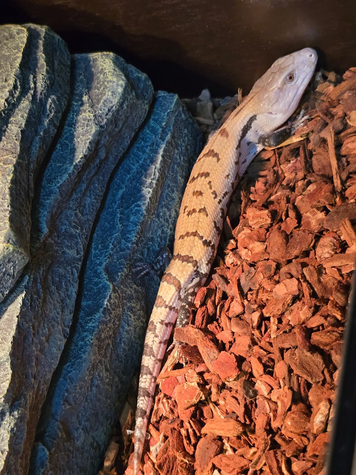 Prachtige Merauke blauwtongskinken (Tiliqua gigas evanescens Blue Tongue Skink photo 4