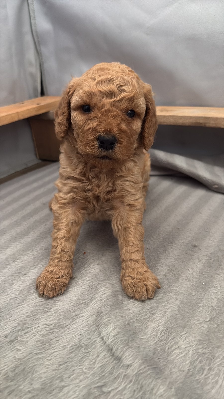 medium australian labradoodle pups, 8 tot 15 weken, Meerdere, Meerdere dieren, Middel