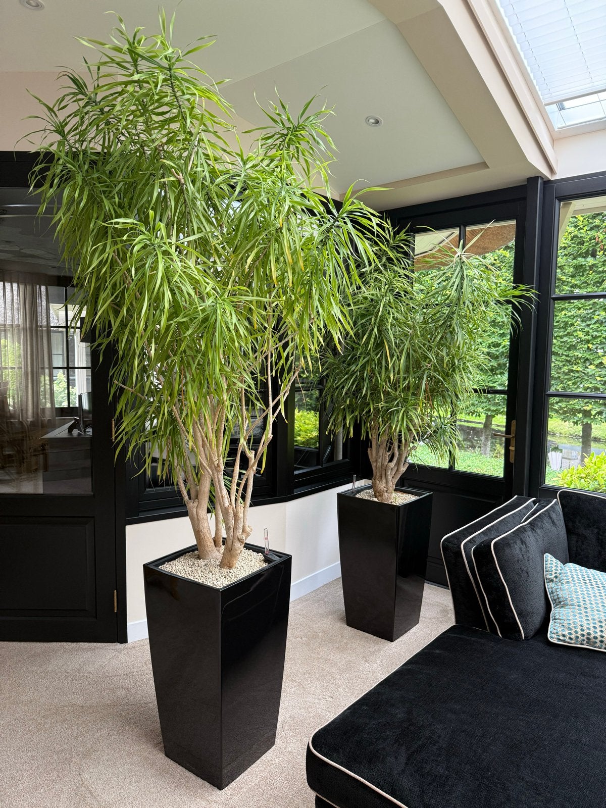 Grote Dracaena planten in zwarte potten, Ophalen, 200 cm of meer, Overige soorten, In pot