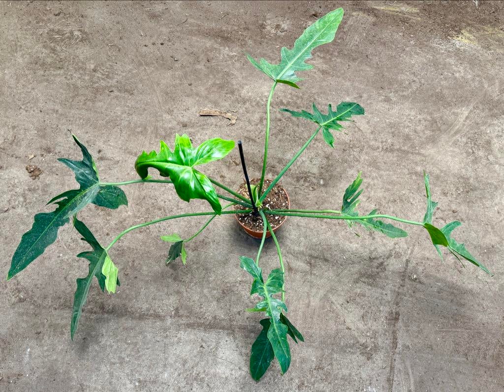 Philodendron Golden Dragon Narrow - p12, Huis en Inrichting, Kamerplanten, Overige soorten, In pot, Minder dan 100 cm, Groene kamerplant