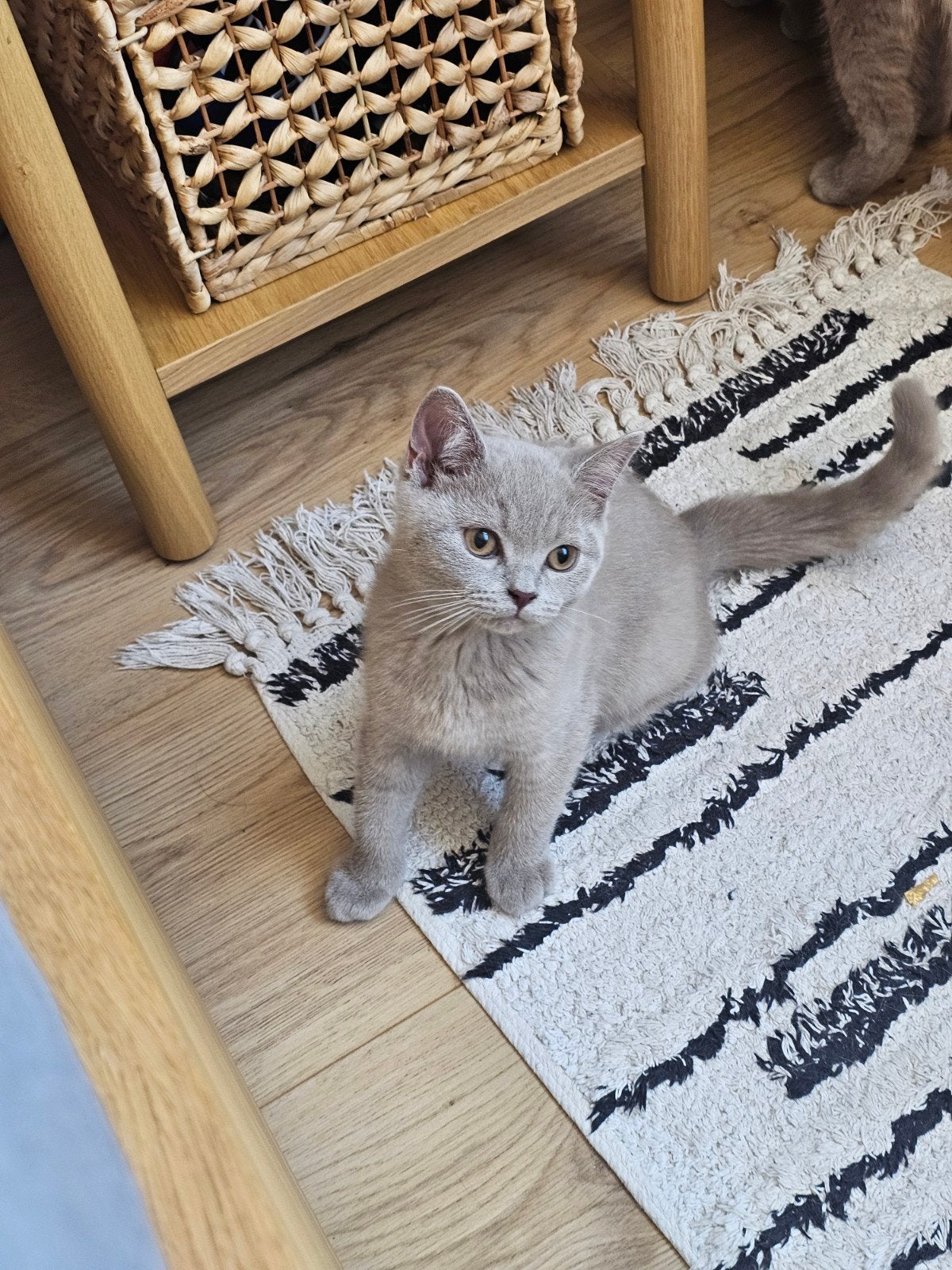 Britse korthaar kittens kleur Lilac ( nog 1 beschikbaar), Meerdere dieren, Ontwormd, 0 tot 2 jaar