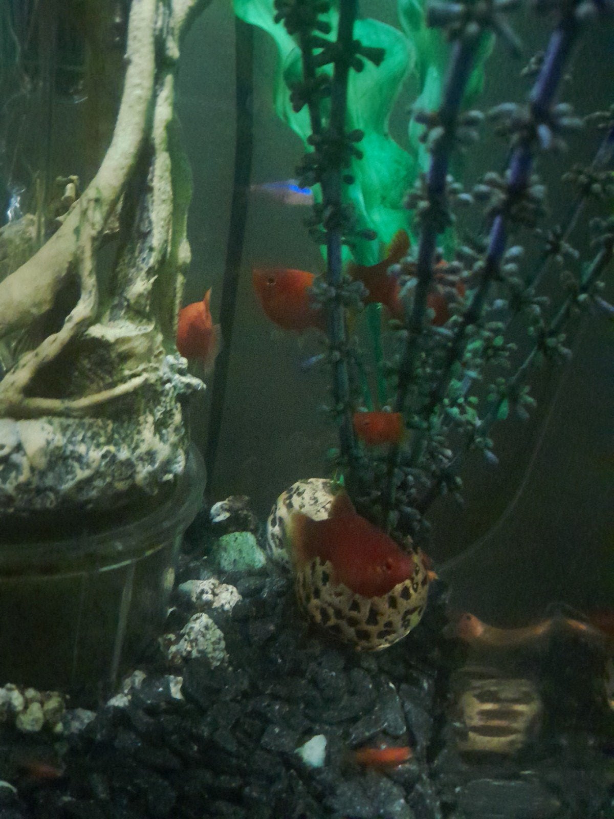 Platy jonge  visjes, Dieren en Toebehoren, Vis