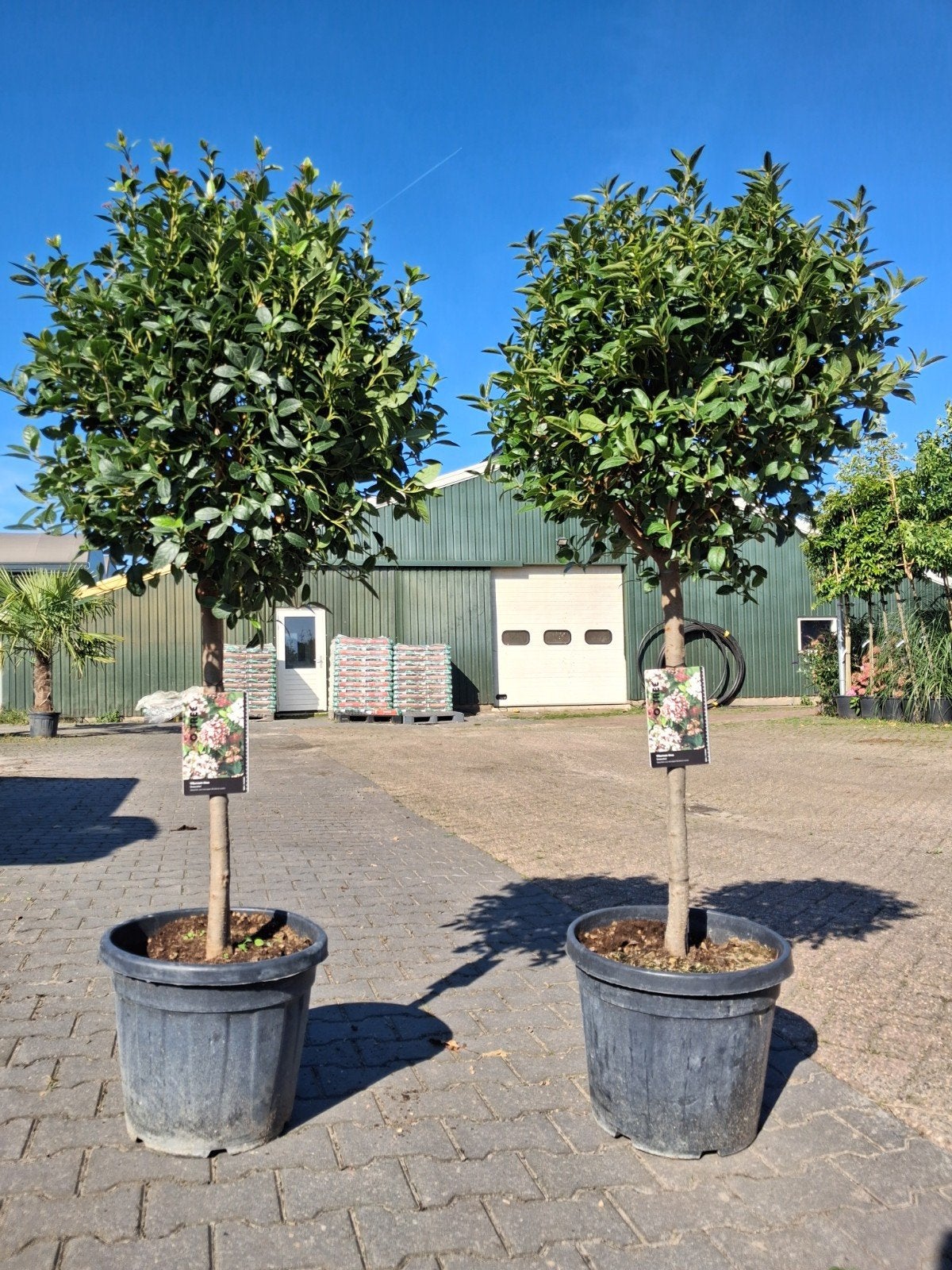 Viburnum Tinus op Stam - Sneeuwbal, Tuin en Terras, Winter, Halfschaduw, Ophalen of Verzenden, 100 tot 250 cm