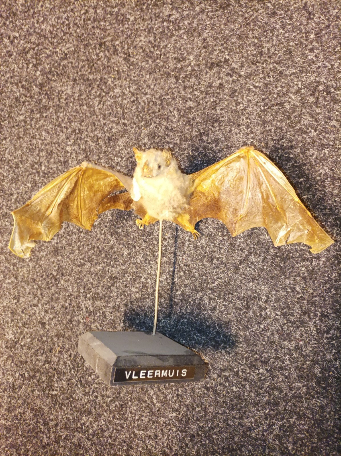 Halloween vleermuis Taxidermie opgezette dieren verzamelen, Verzamelen, Ophalen of Verzenden, Gebruikt, Vogel, Opgezet dier