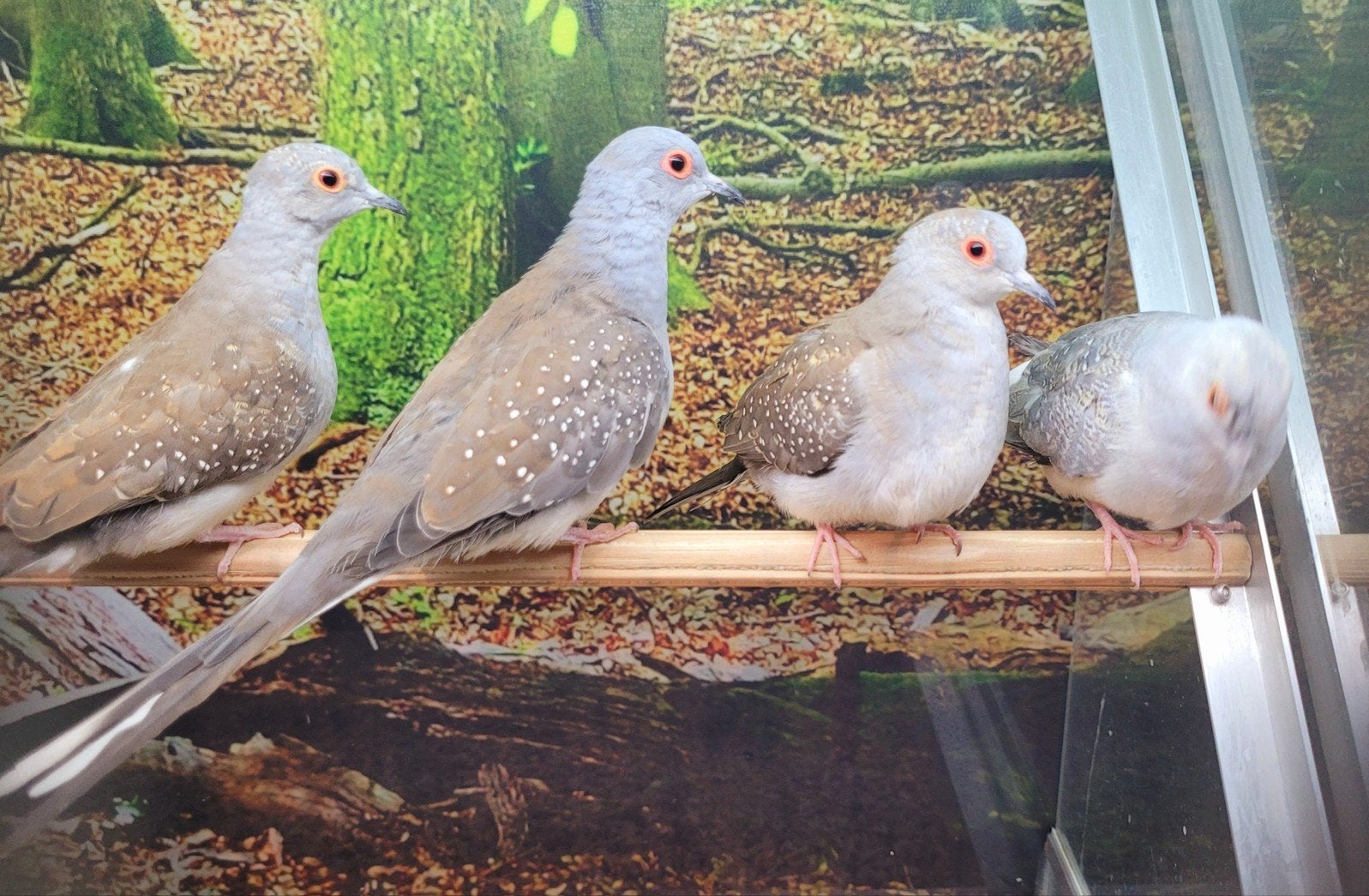 Diamantduifjes diverse koppels, Dieren en Toebehoren