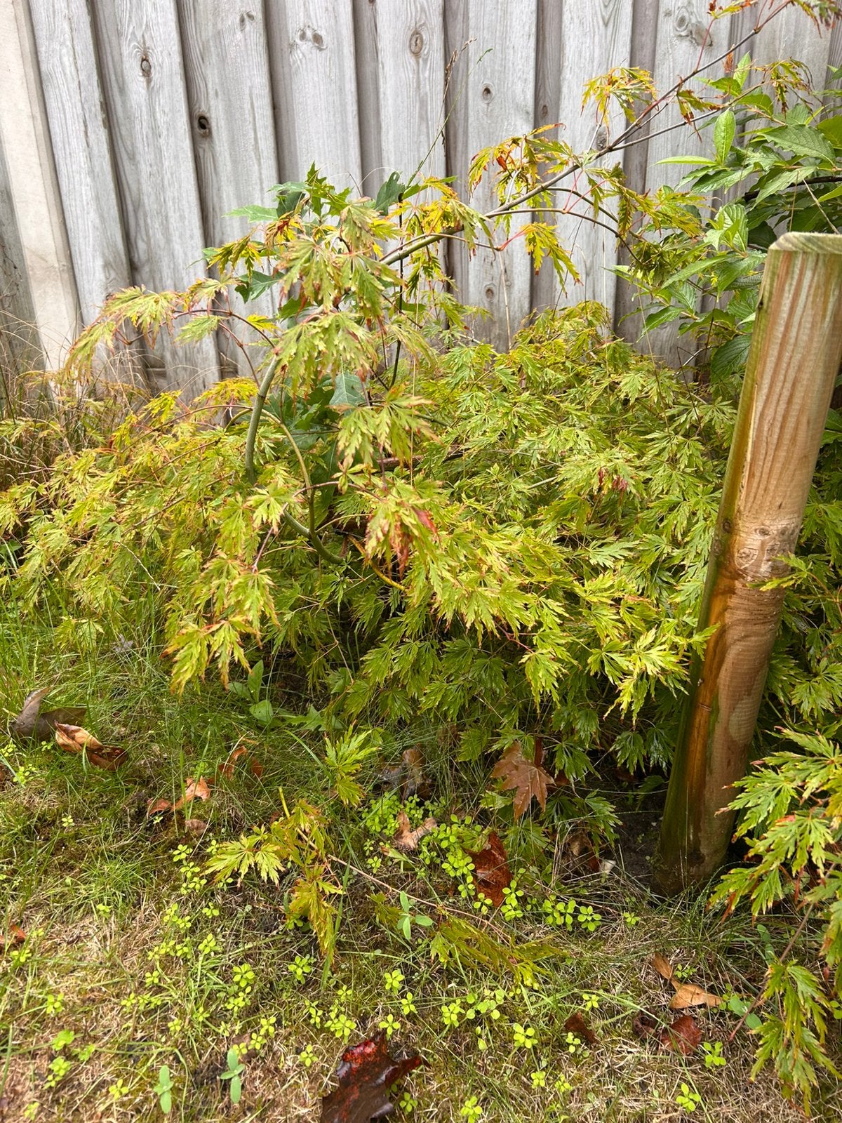 Japanse esdoorn, Tuin en Terras, Ophalen, Bloeit niet, Halfschaduw, Overige soorten