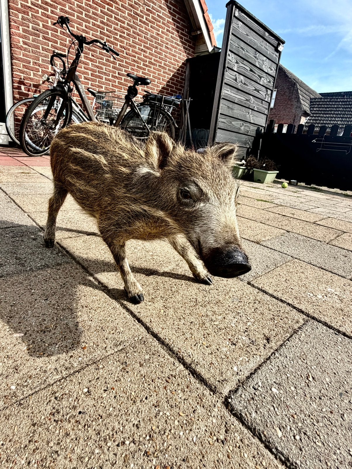 Opgezette jonge zwijn taxidermie, Ophalen, Nieuw, Wild dier, Opgezet dier