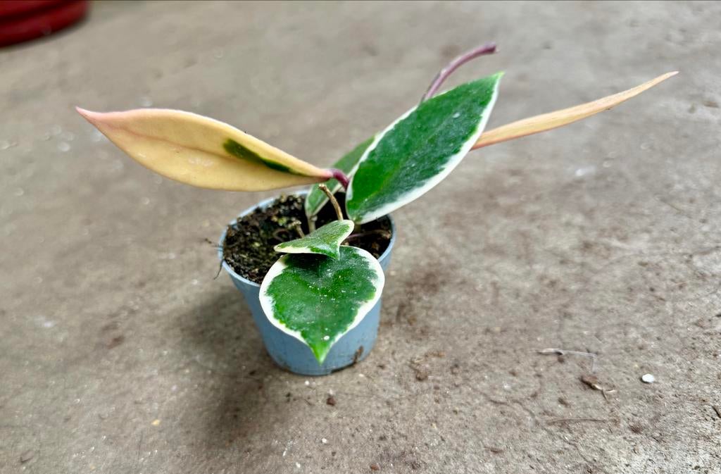 ACTIE!! Hoya Flamingo Dream P6, Huis en Inrichting, Kamerplanten, Ophalen of Verzenden, Halfschaduw, Minder dan 100 cm
