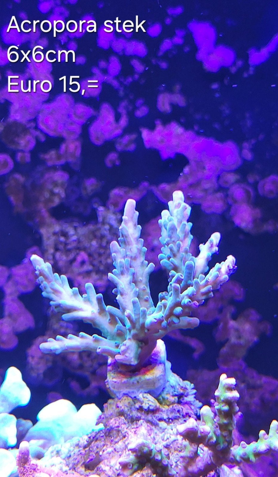 Acropora stek 6x6cm, Vis