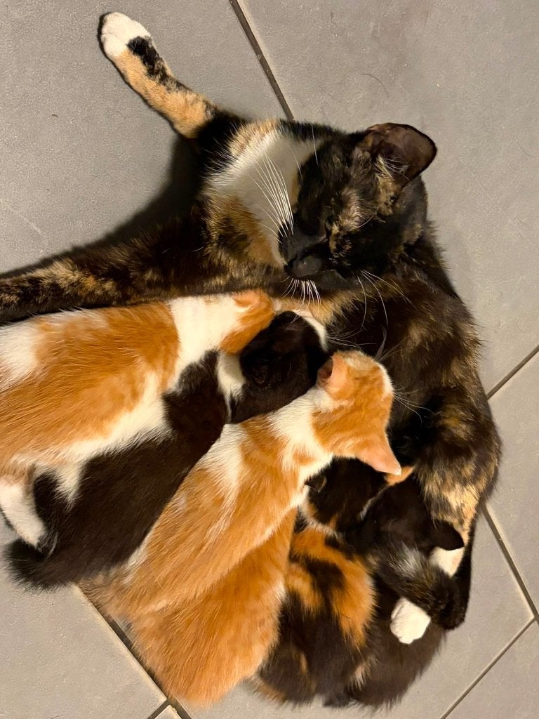 Kittens, Dieren en Toebehoren, Meerdere dieren, Kortharig, 0 tot 2 jaar