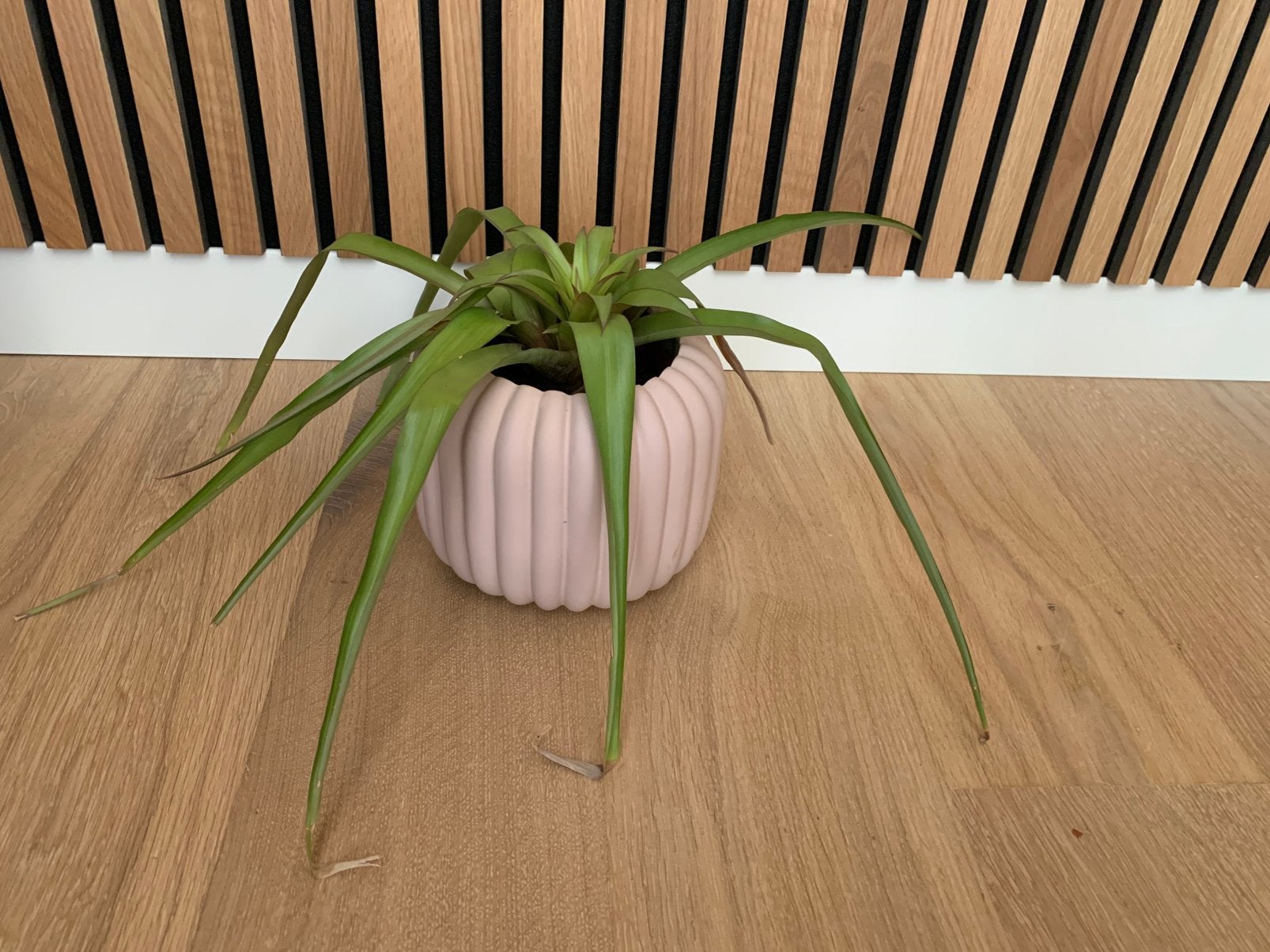 Groene Bromelia in pot, Ophalen, In pot, Halfschaduw, Minder dan 100 cm