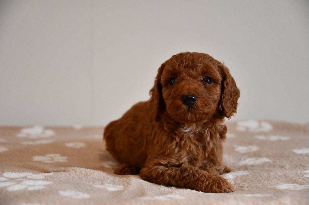 Schattige Rode Dwerg poedel pups uit geteste ouders, Poedel, Nederland, CDV (hondenziekte), 8 tot 15 weken