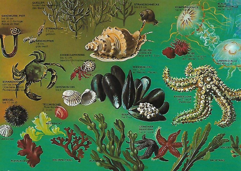 Noordzee- -Planten en dieren langs de kust., Verzenden, 1980 tot heden, Ongelopen, Overige thema's