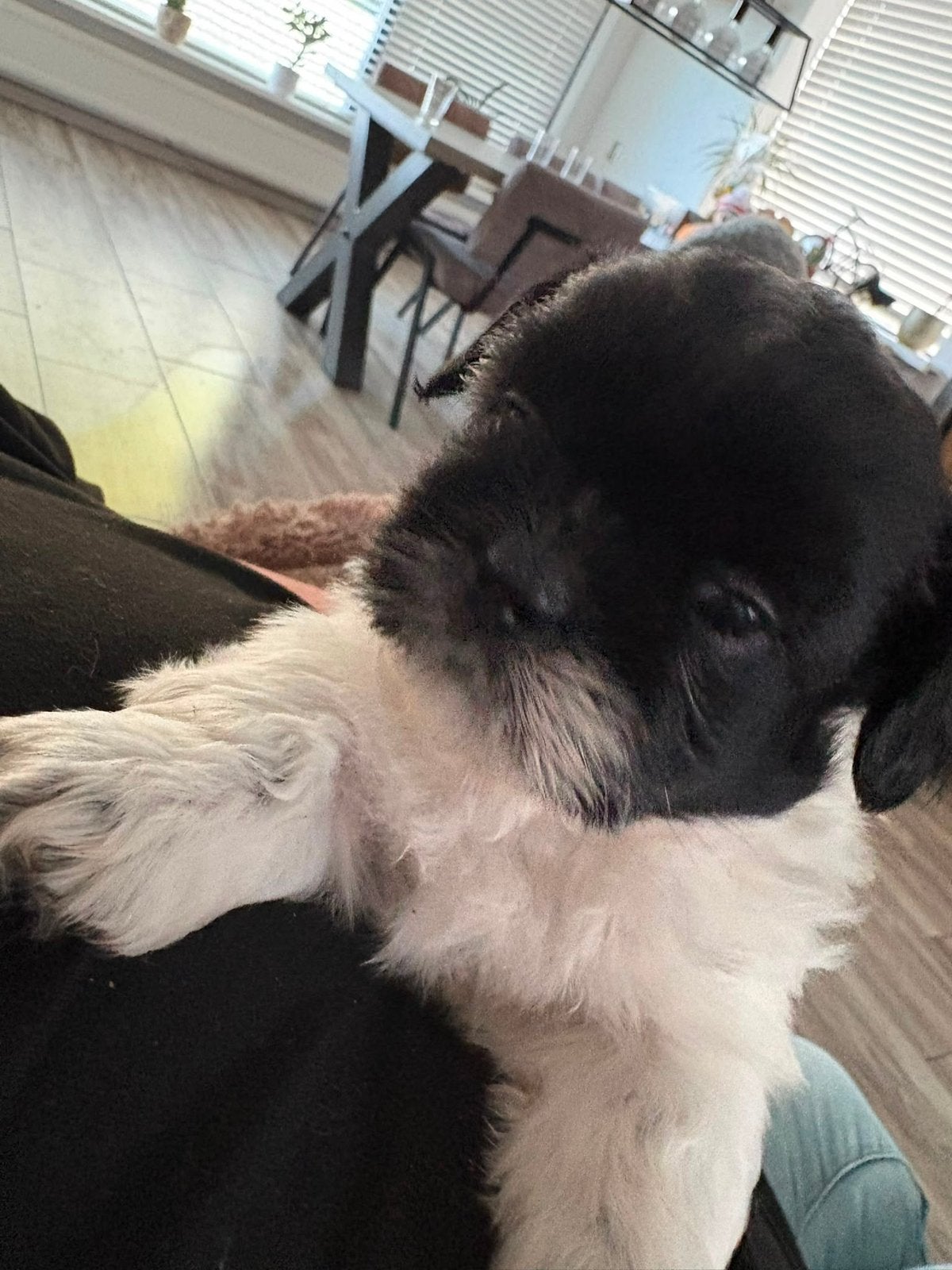 Shih tzu pups, Reu, 8 tot 15 weken, Meerdere, Klein