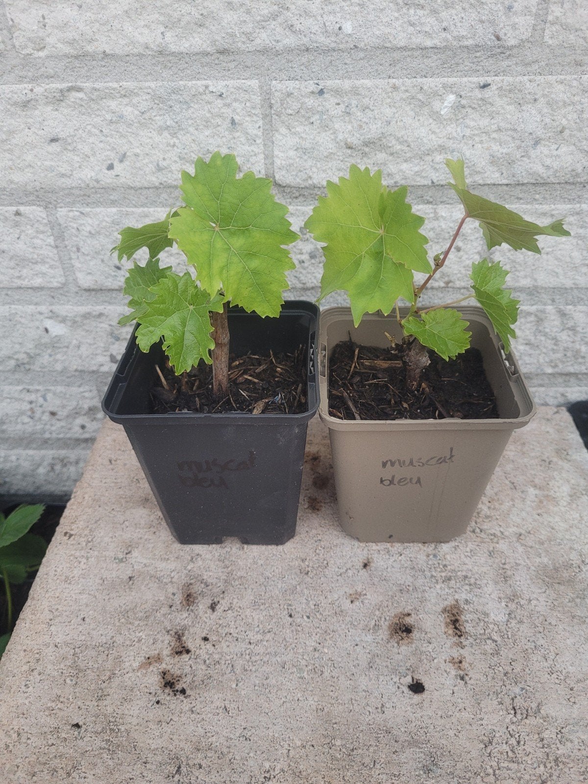 Muscat blue druif bio, Ophalen, Eenjarig, Groenteplanten, Volle zon