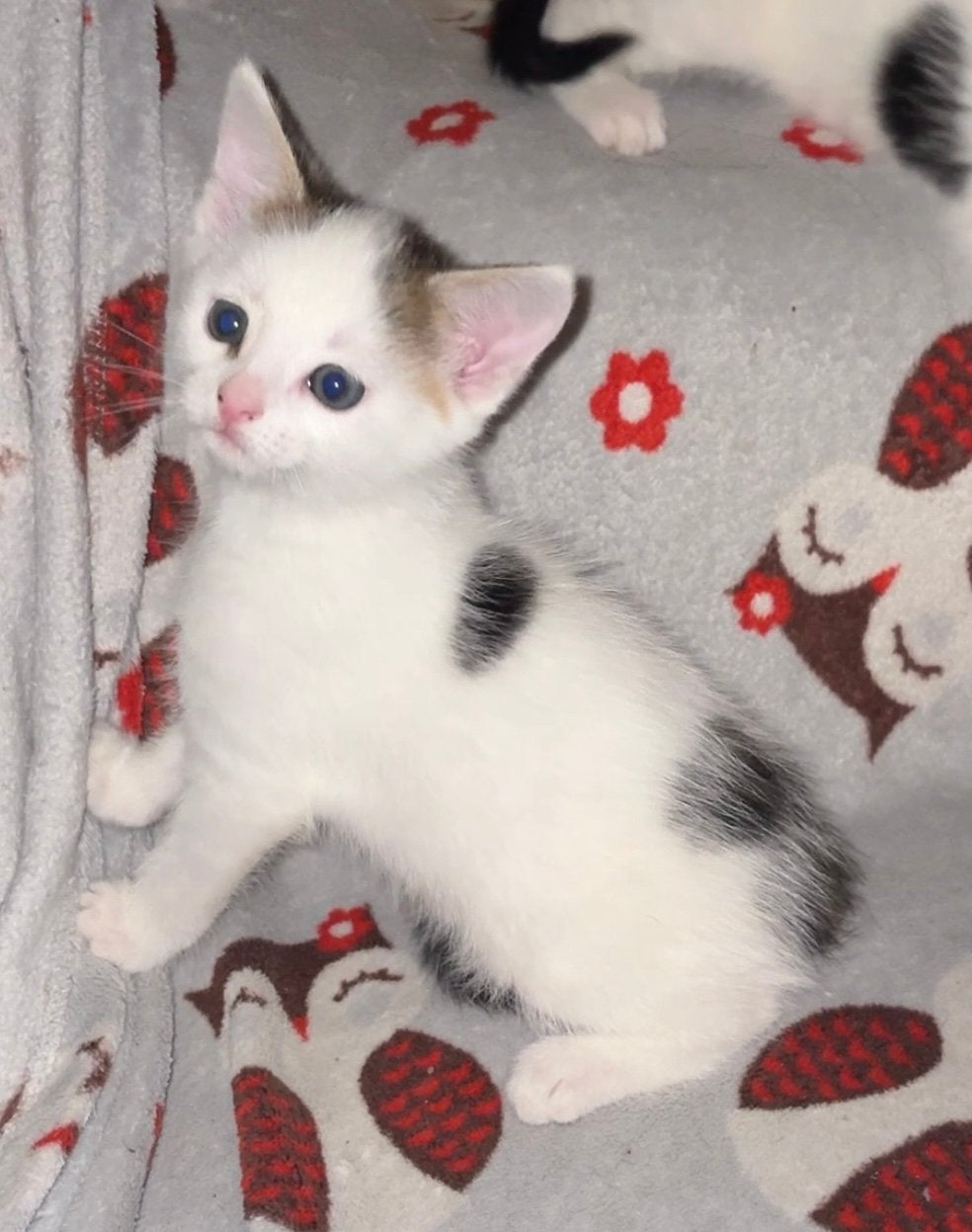 Kittens, Kater