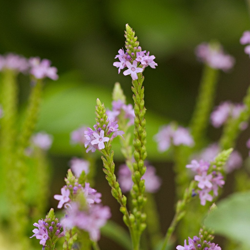 Zaden ijzerhard blauw (Verbena hastata), Ophalen of Verzenden, Najaar, Volle zon, Zaad