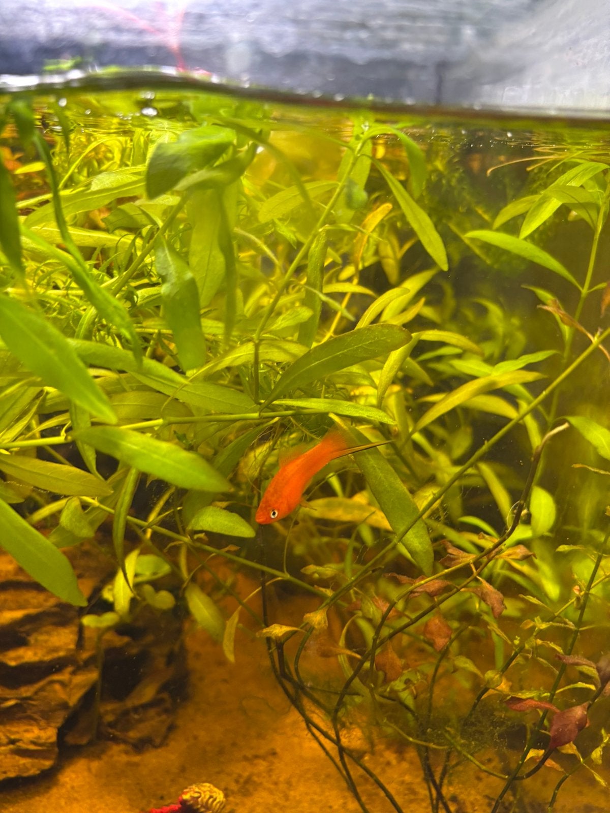 Oranje mannetjes zwaarddrager, Dieren en Toebehoren, Vissen | Aquariumvissen, Vis