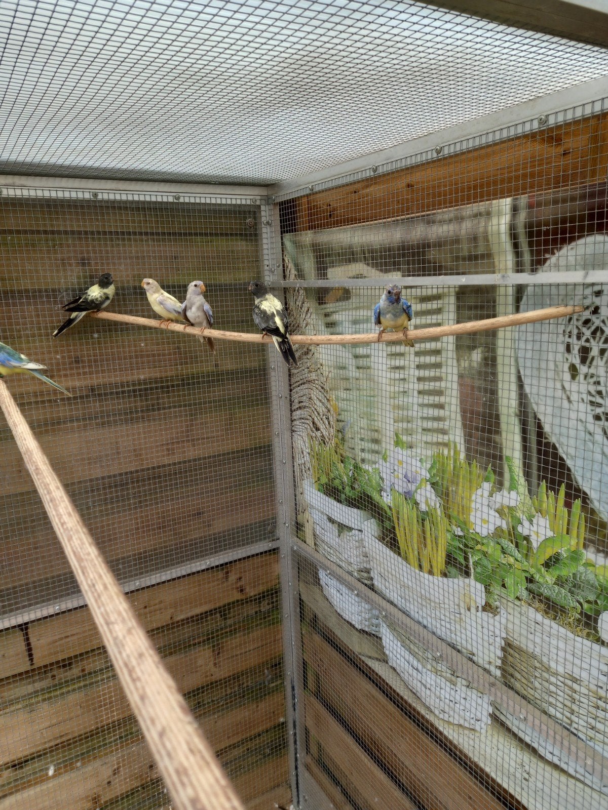 splendid parkieten, Meerdere dieren, Parkiet