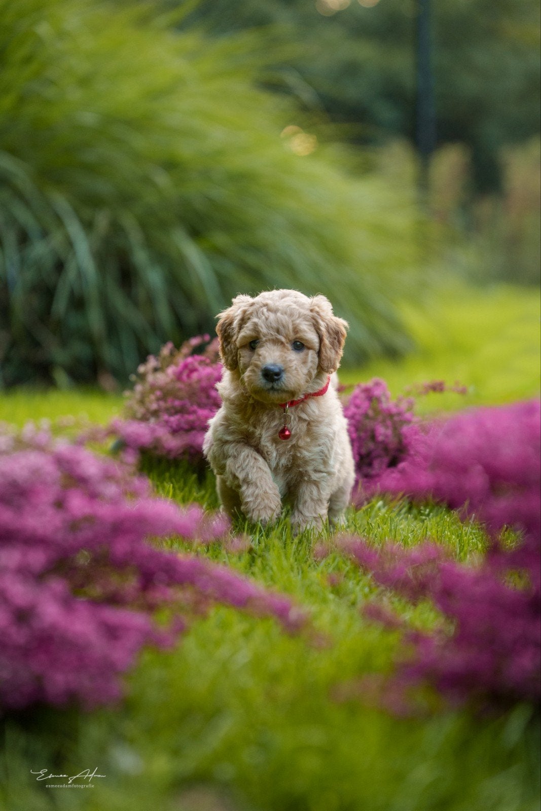 Multigen Bernedoodle Medium pups – 6 weken – enkele beschikb, Overige rassen, CDV (hondenziekte), 8 tot 15 weken, Meerdere
