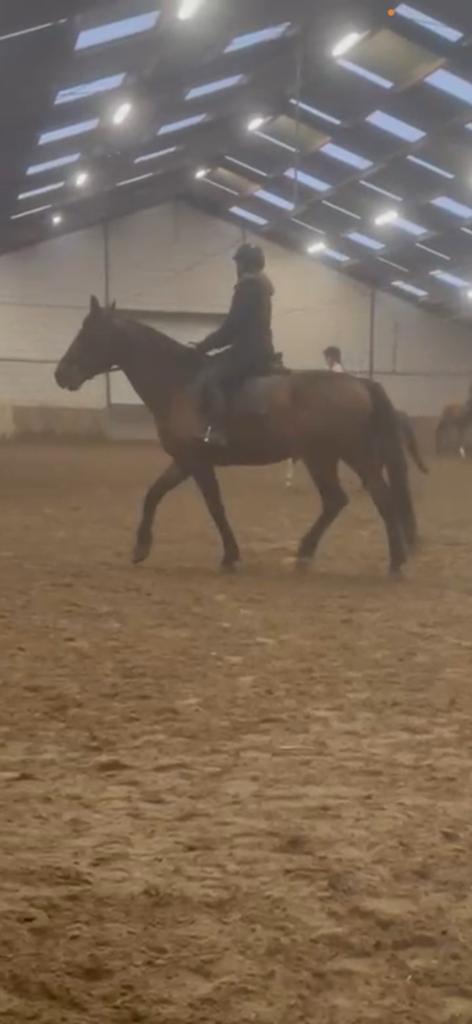 BIJRIJD/LEASE PAARD GEZOCHT, Dieren en Toebehoren, Ophalen of Verzenden, Zo goed als nieuw