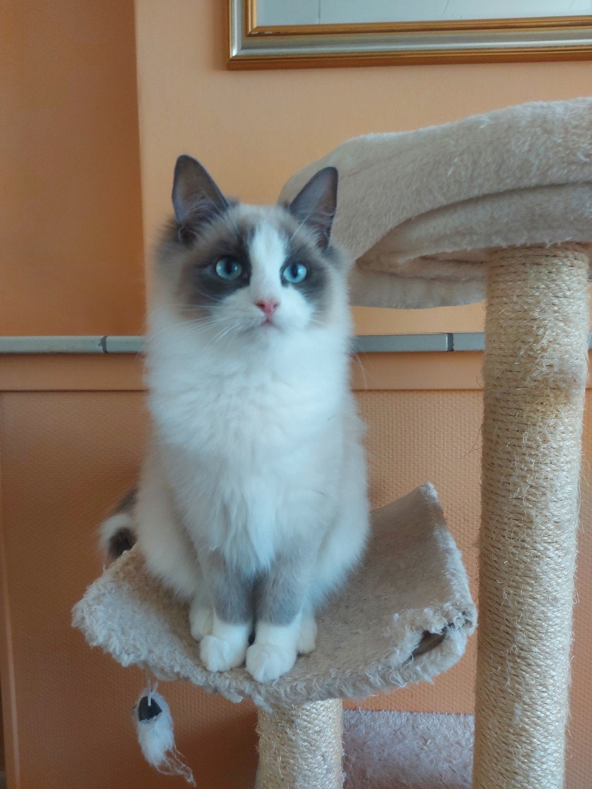 ragdoll kitten blue bicolor, Dieren en Toebehoren, Poes, Gechipt, 0 tot 2 jaar