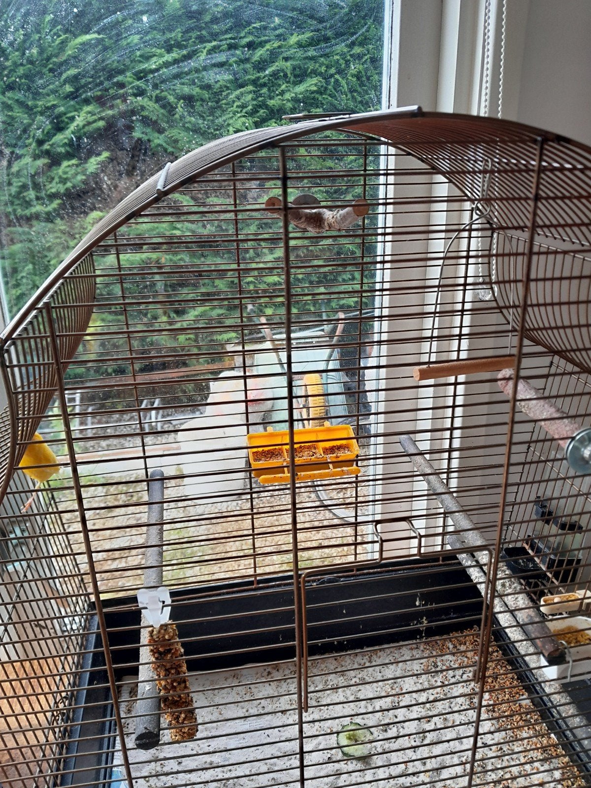 raza espagnola man met toebehoren, Dieren en Toebehoren