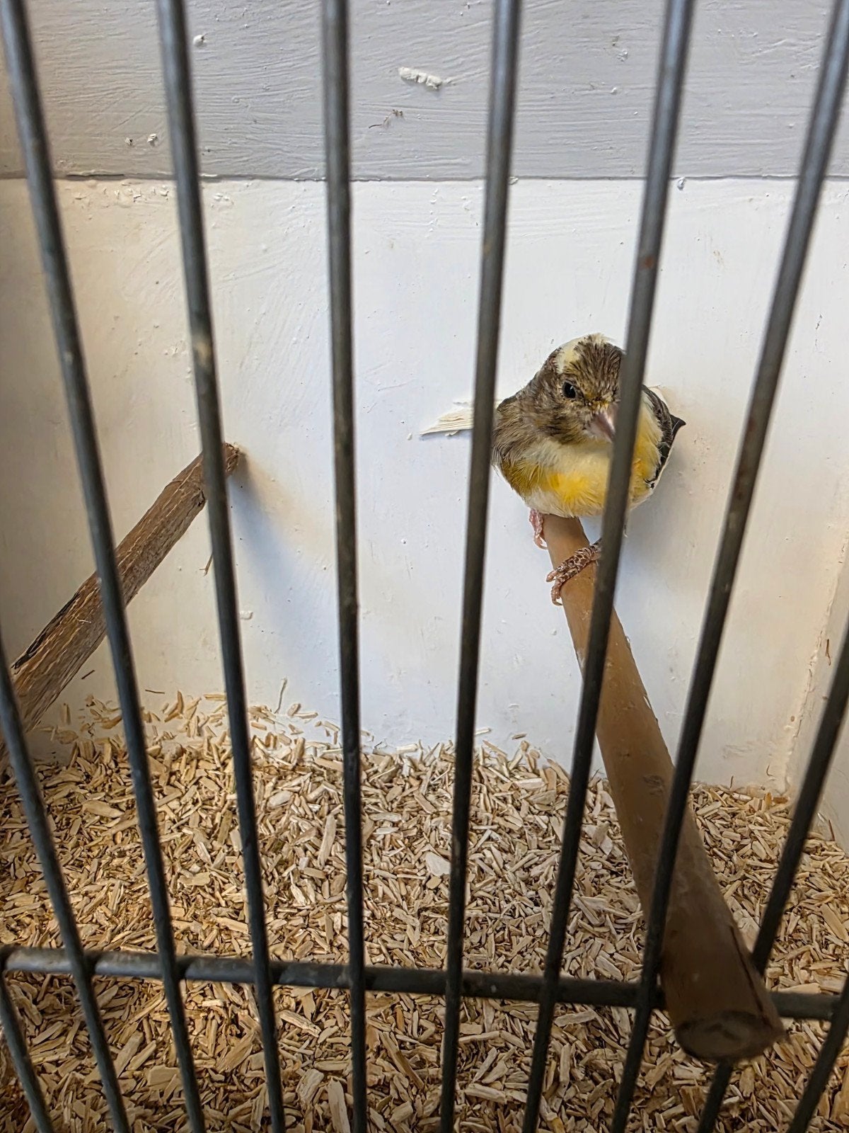 Jonge harlekijn