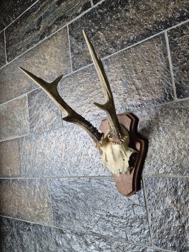 Leuk ree gewei op houten schild mancave jacht k32, Ophalen of Verzenden, Gebruikt, Hert, Gewei of Kop