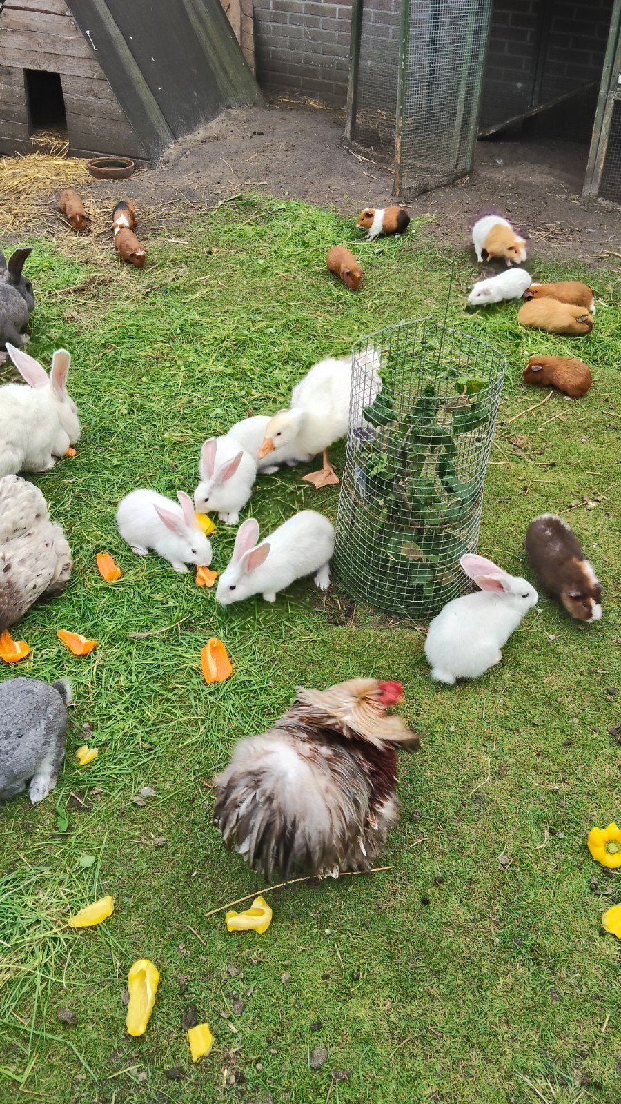 Witte Vlaamse reuzen, Dieren en Toebehoren, Meerdere dieren, Groot, 0 tot 2 jaar
