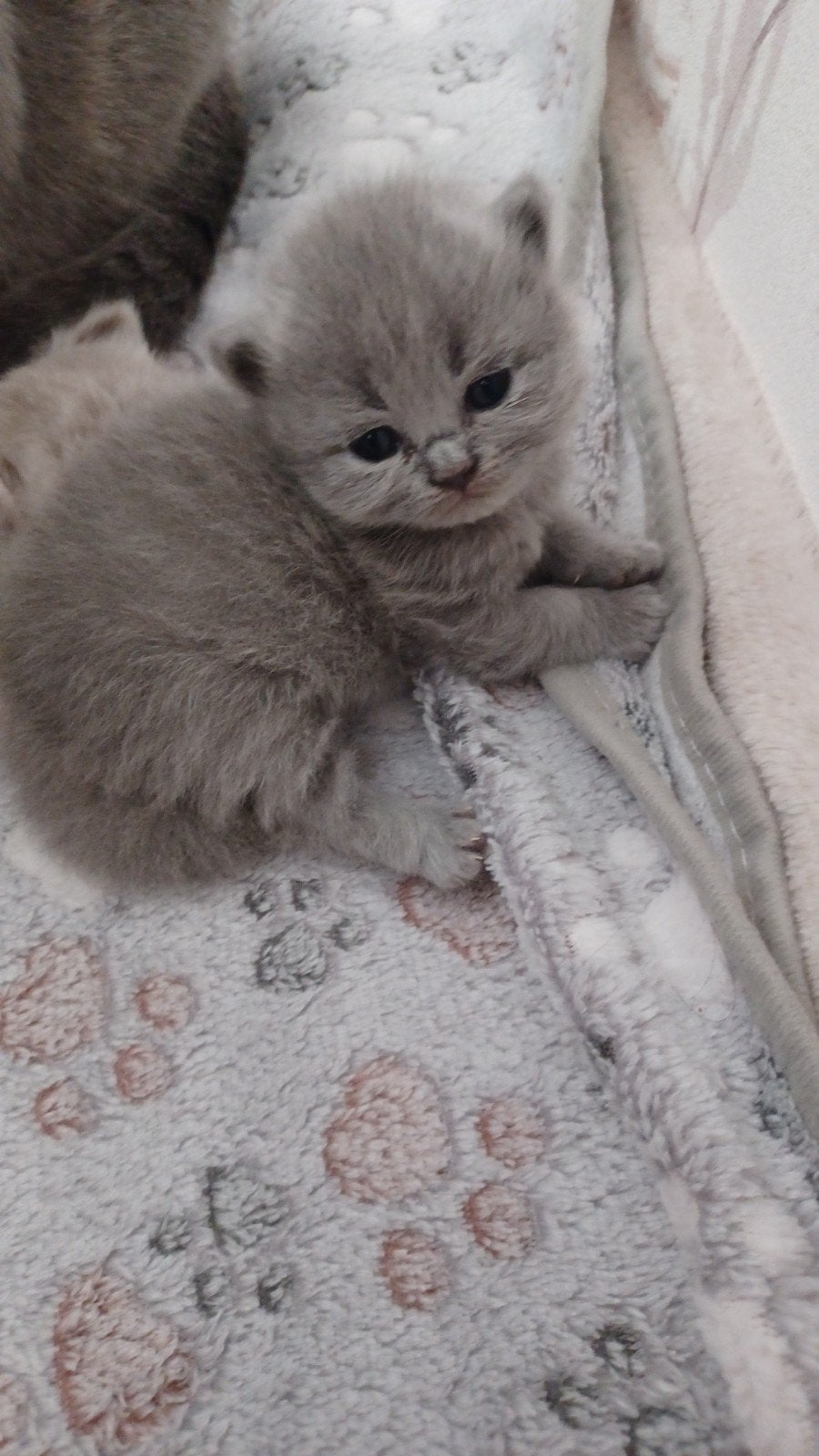 Prachtige Britse Korthaar kittens, Ontwormd, 0 tot 2 jaar