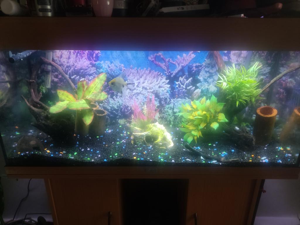 Jewel aquarium met toebehoren en maanvis, Ophalen, Inclusief vissen, Juwel, Gevuld zoetwateraquarium