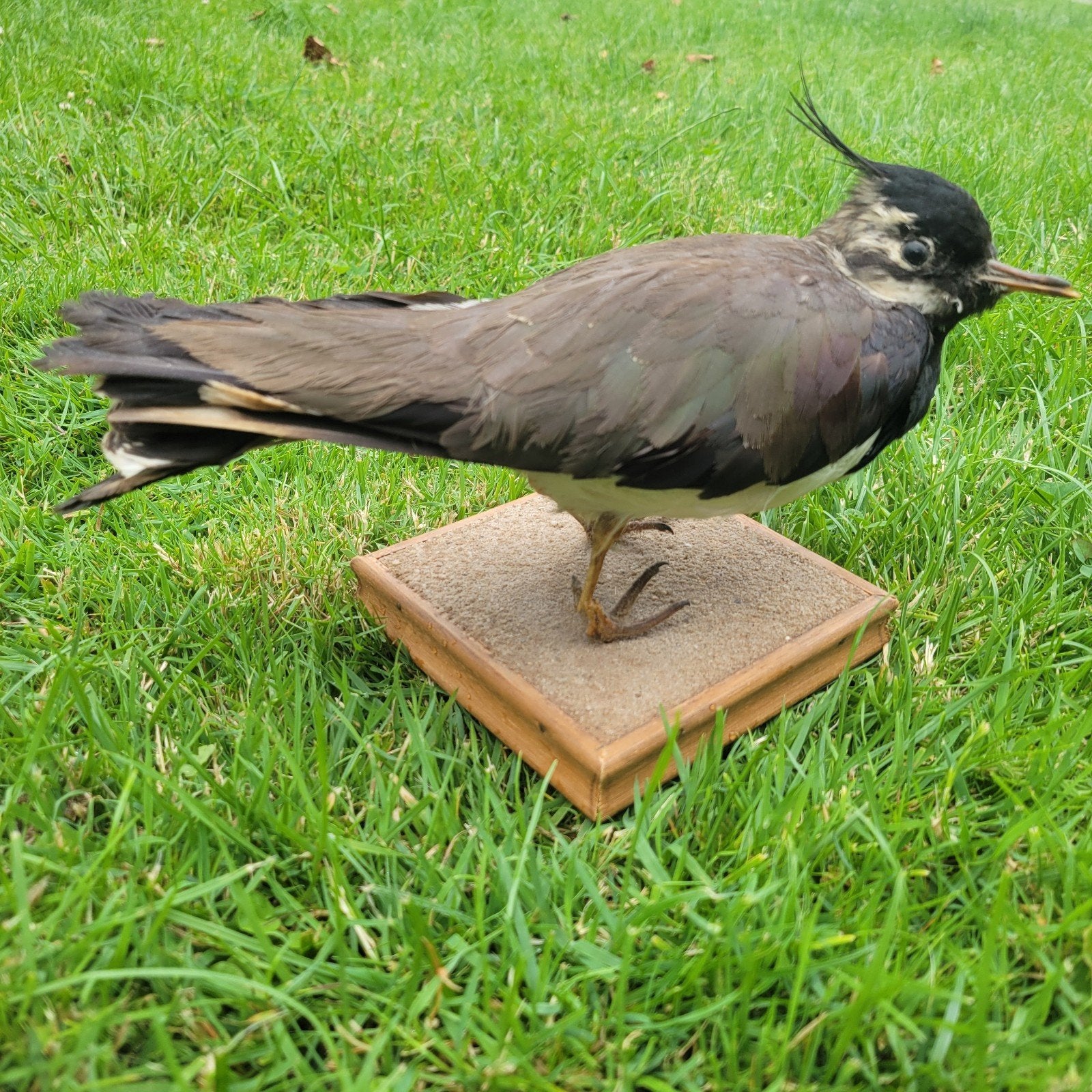 Vintage opgezette kievit op houten voet. Ljip, Ophalen, Gebruikt, Vogel, Opgezet dier