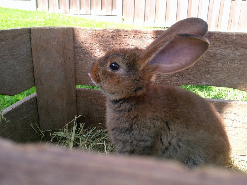 Castor Rex konijnen / konijn, Meerdere dieren, Middelgroot, 0 tot 2 jaar