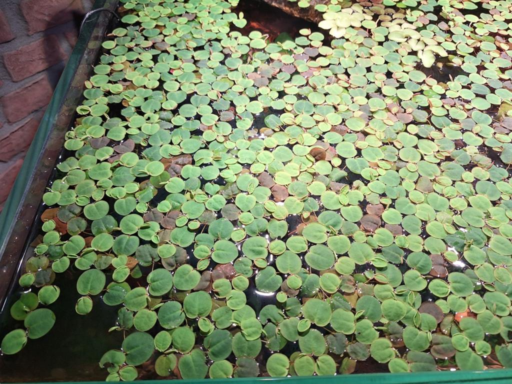 phyllanthus fluitans / redroot floaters te koop, Ophalen, Plant(en), Steen of Hout