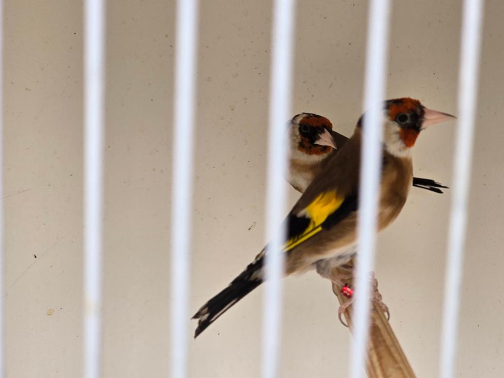 Koppel parva putters, Dieren en Toebehoren, Vogels | Overige Vogels, Wildzangvogel, Meerdere dieren