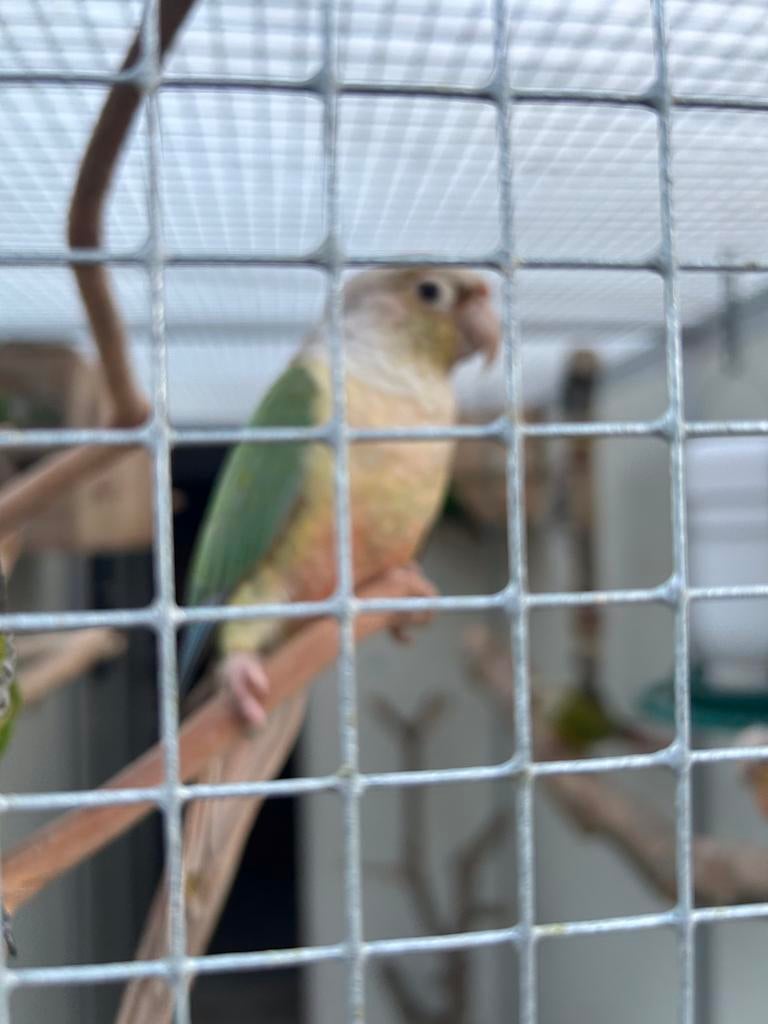 10 pyrrhura, Dieren en Toebehoren, Meerdere dieren