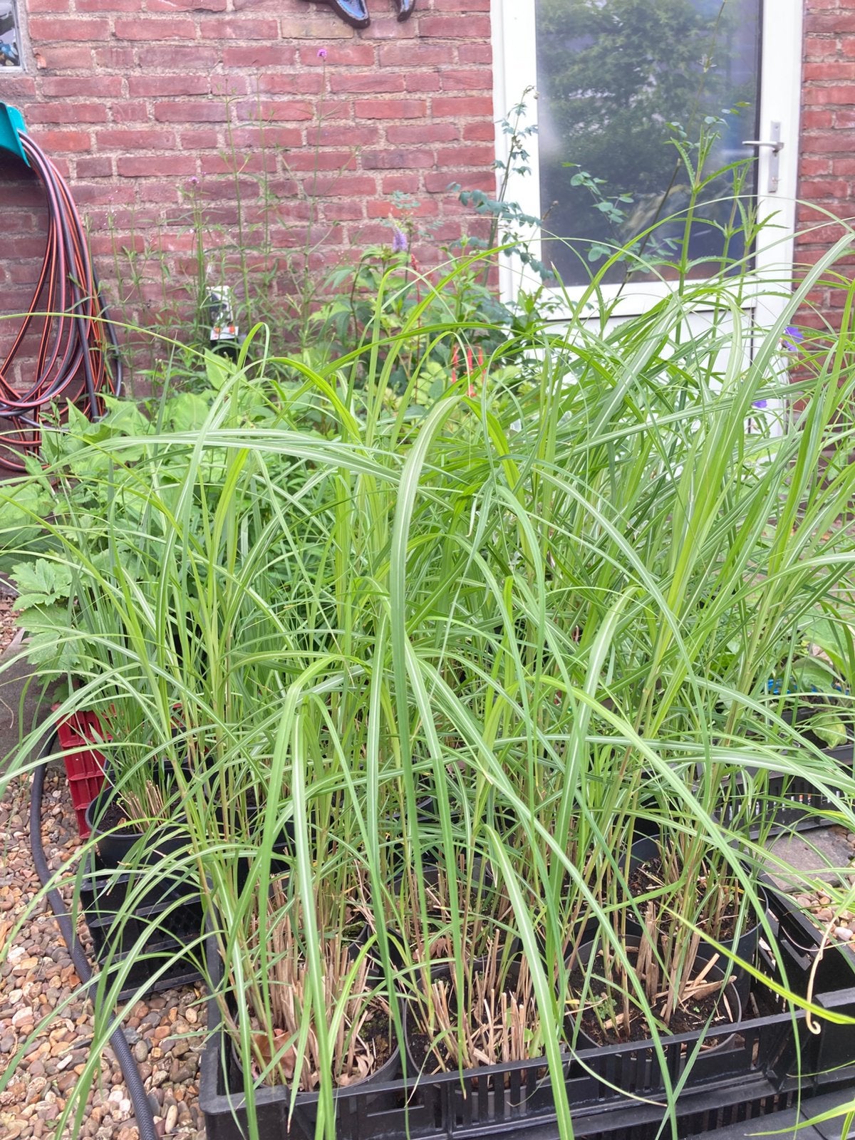 Biologisch gekweekte siergrassen., Ophalen, Vaste plant, Siergrassen, Volle zon