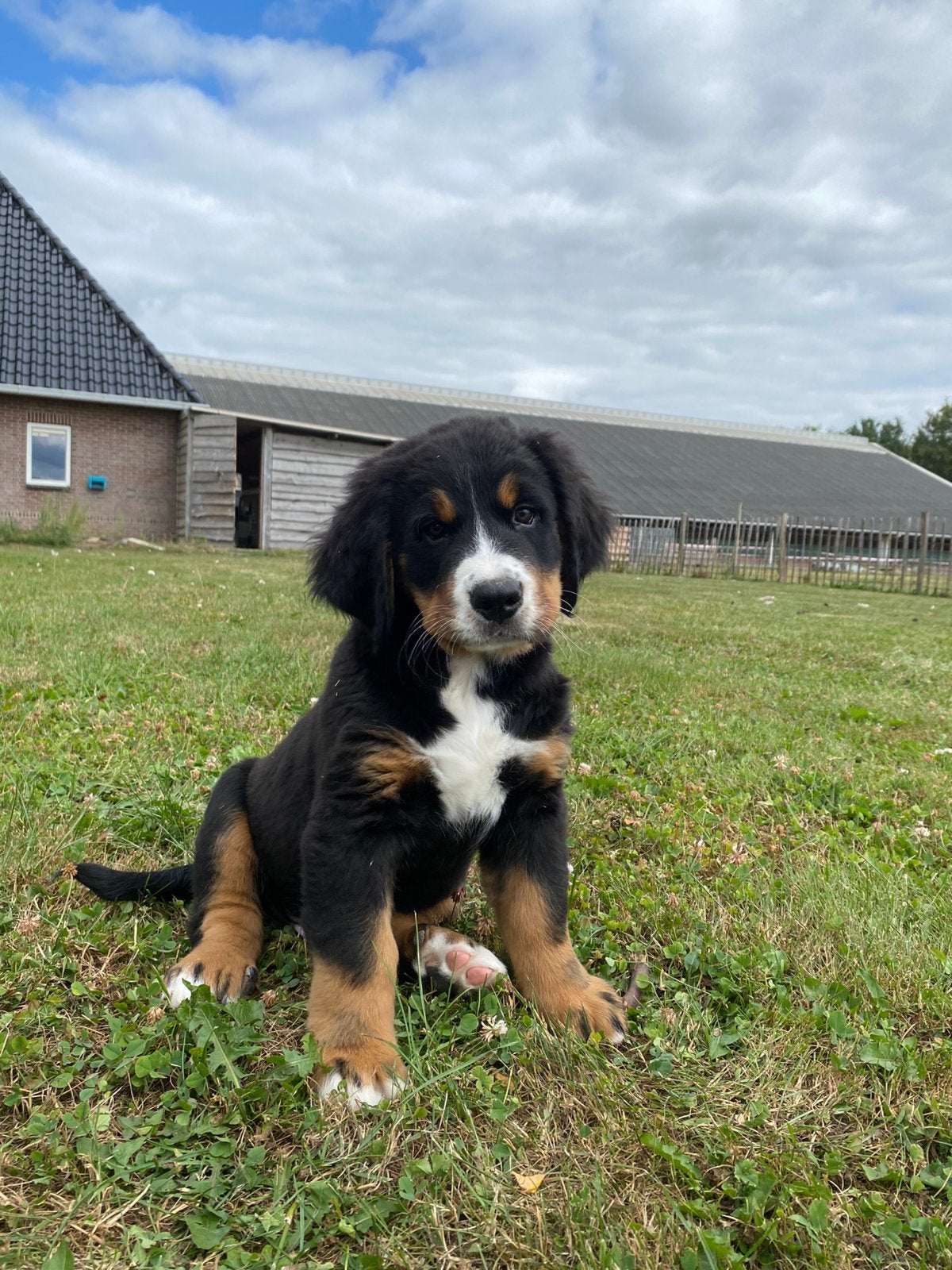 Berner Sennen pup reu met stamboom te koop, Nederland, Parvo, Overige rassen, 8 tot 15 weken