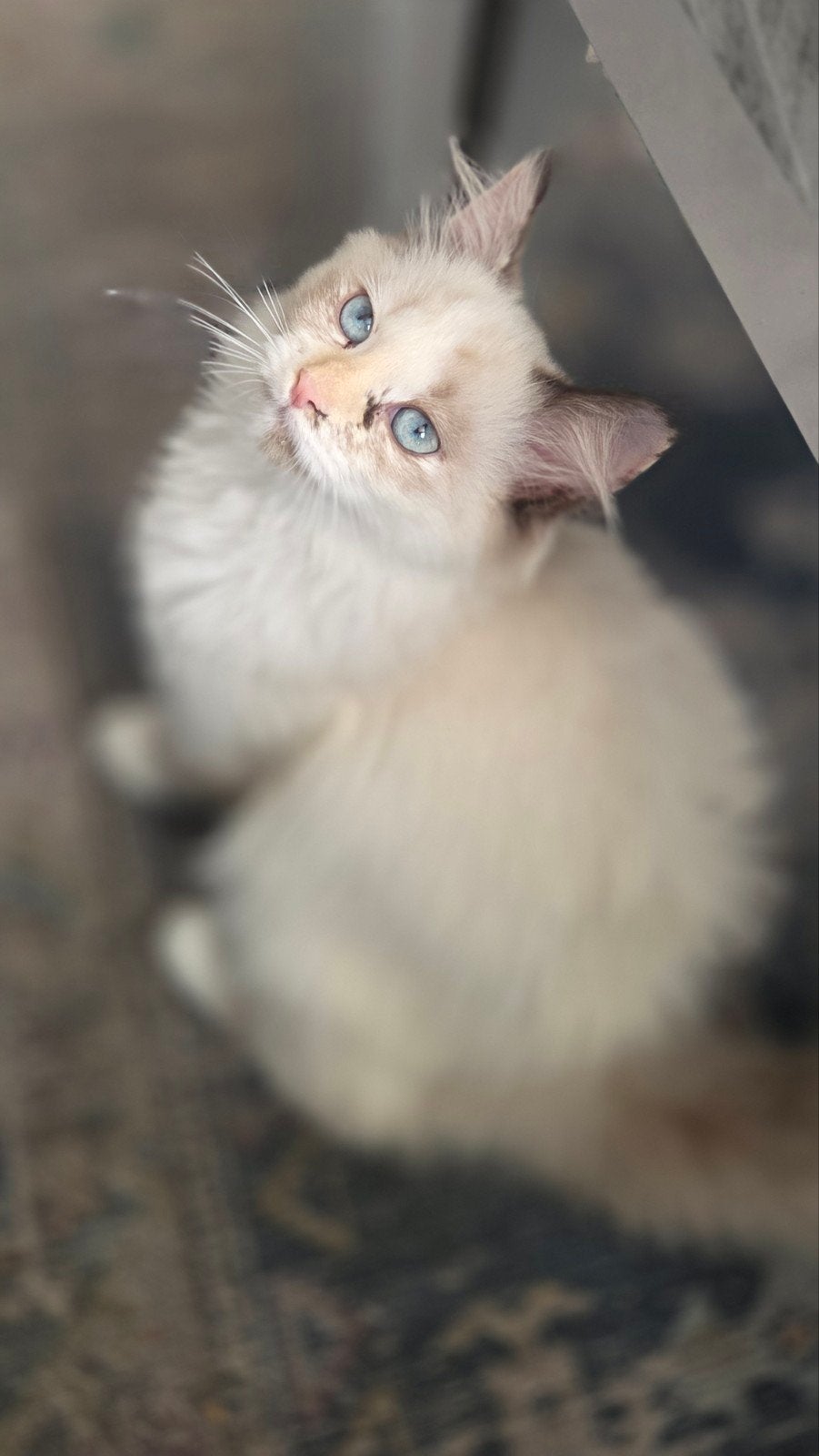 nog maar 1 Ragdolls meijse Lily ,met vaccinatie, chip en pa, Meerdere dieren, Gechipt, 0 tot 2 jaar