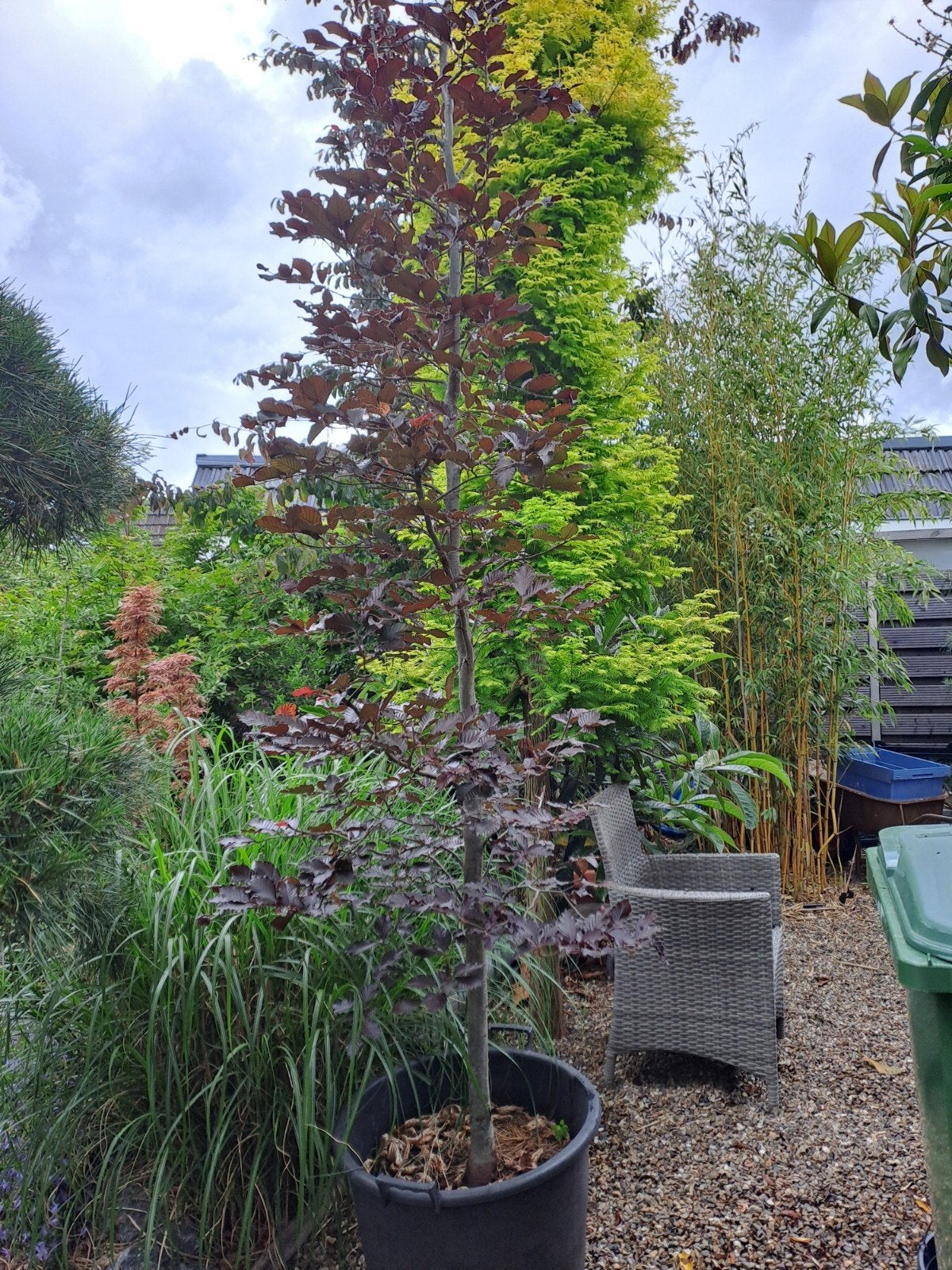 Prachtige Rode Beuk in Pot - Fagus Sylvatica Purpurea, Bloeit niet, Overige soorten, Ophalen, Volle zon