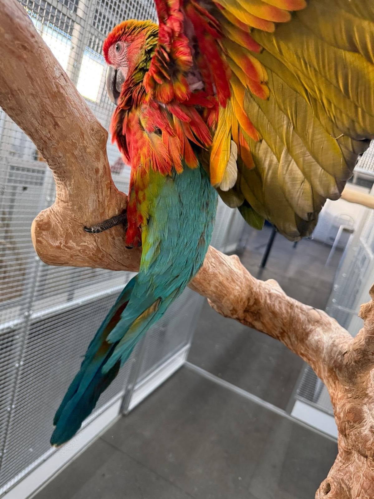 Jonge handtamme Buffing Ara man 2026

Voor inlichtingen kunt, Dieren en Toebehoren, Mannelijk, Papegaai, Tam