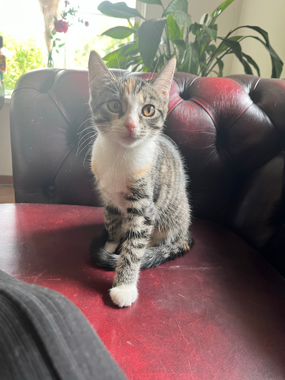 Nog 2 lieve kittens beschikbaar, Dieren en Toebehoren, Katten en Kittens | Overige Katten, Poes