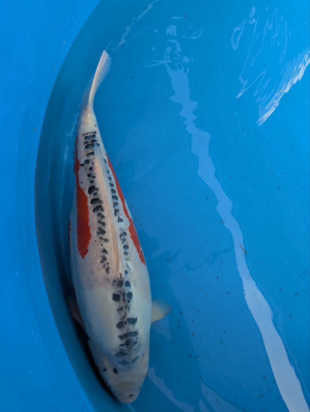HQ Shusui showkwaliteit, Dieren en Toebehoren, Karper of Koi