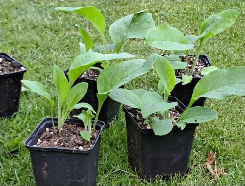 Russische smeerwortel, Bocking 14, voor 1 EURO per stuk!, Vaste plant, Halfschaduw, Zomer, Ophalen