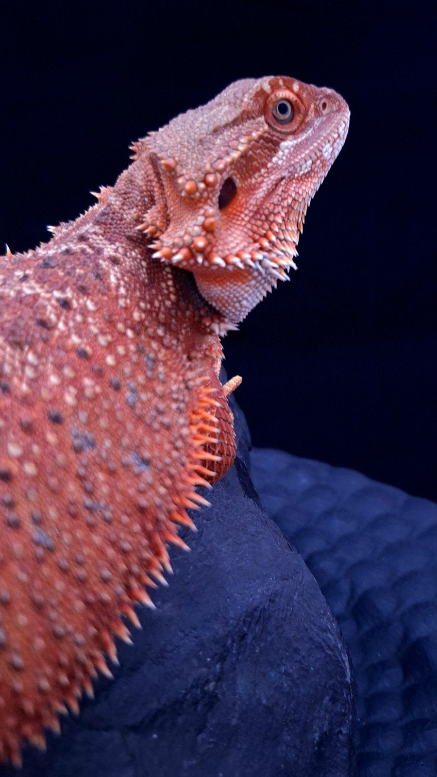 AANBIEDING ! 50% Red Monster Man Baardagaam (Holdback Uniek), Dieren en Toebehoren, Hagedis, 0 tot 2 jaar
