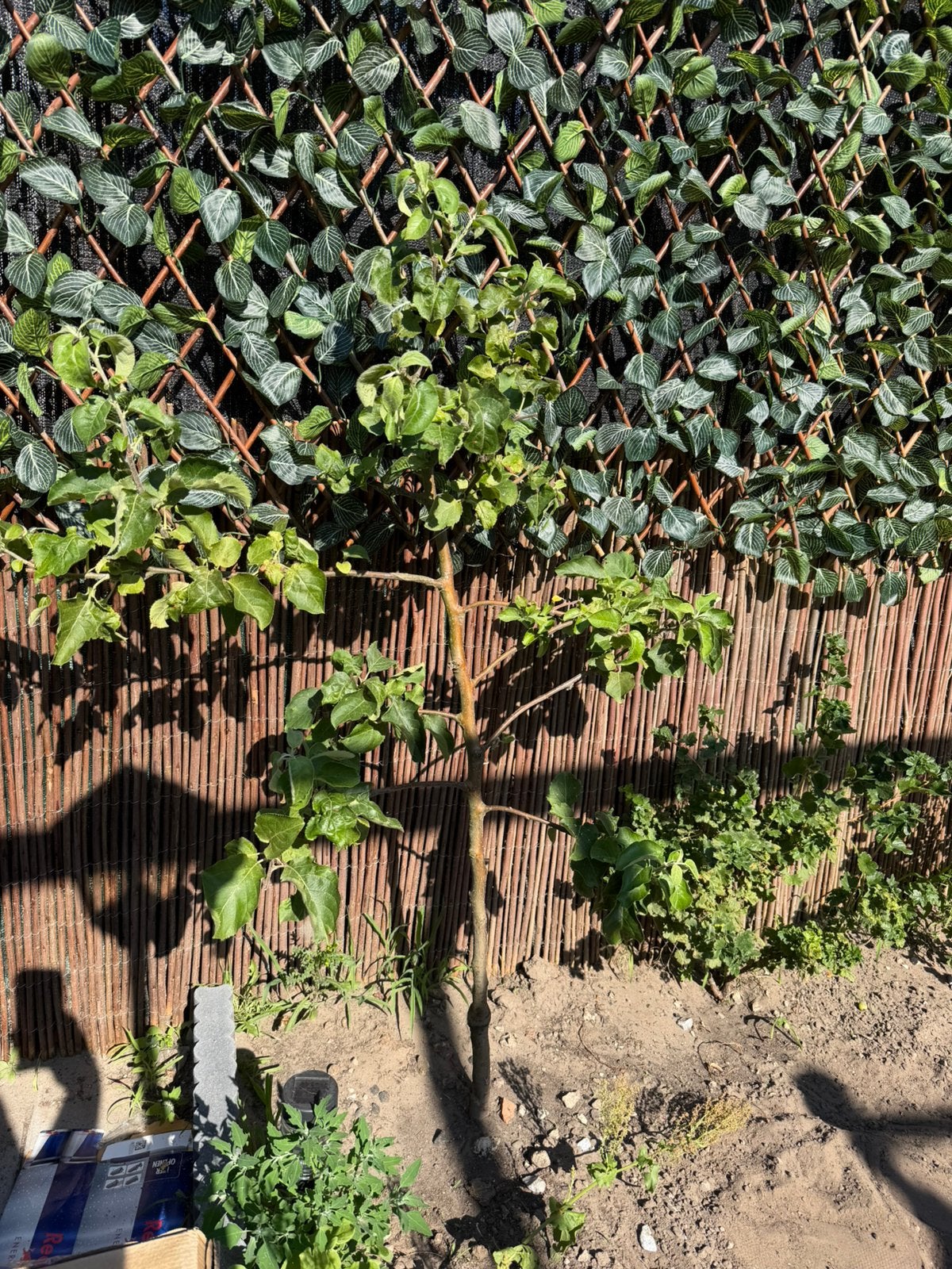 Appelboom 140 cm voor achtertuin, Tuin en Terras, Planten | Bomen, Overige soorten, Lente, 100 tot 250 cm, Ophalen