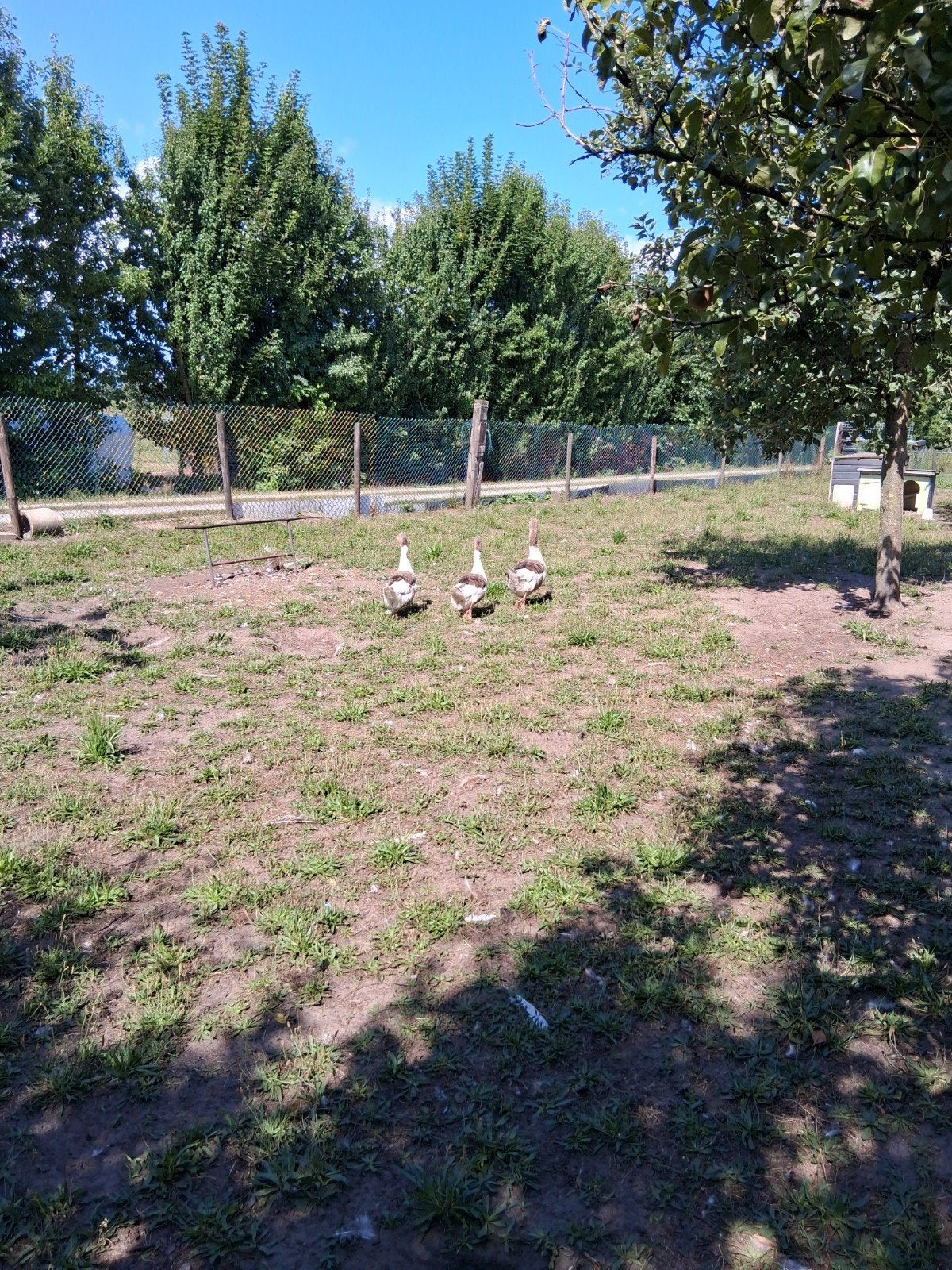 ganzen, Dieren en Toebehoren, Pluimvee, Meerdere dieren, Gans of Zwaan